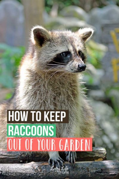 How to Keep Raccoons Out of Your Garden. A Raccoon is Pooping in my Garden! How do I get rid of it? Easy ways to keep raccoons out.