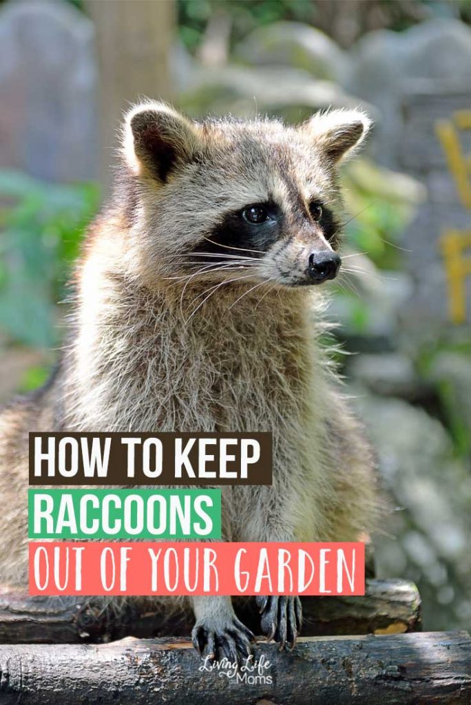 How to Keep Raccoons Out of Your Garden