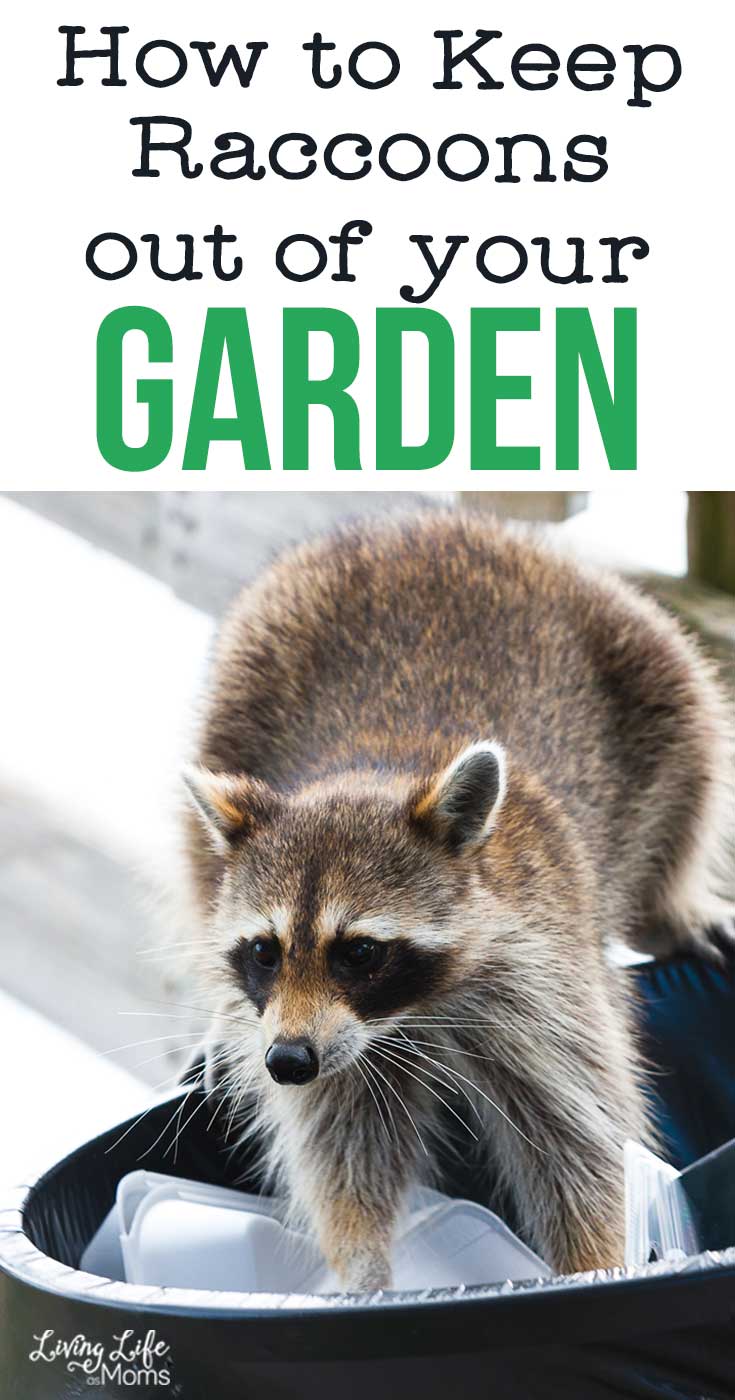 Protect Your Garden From Raccoons