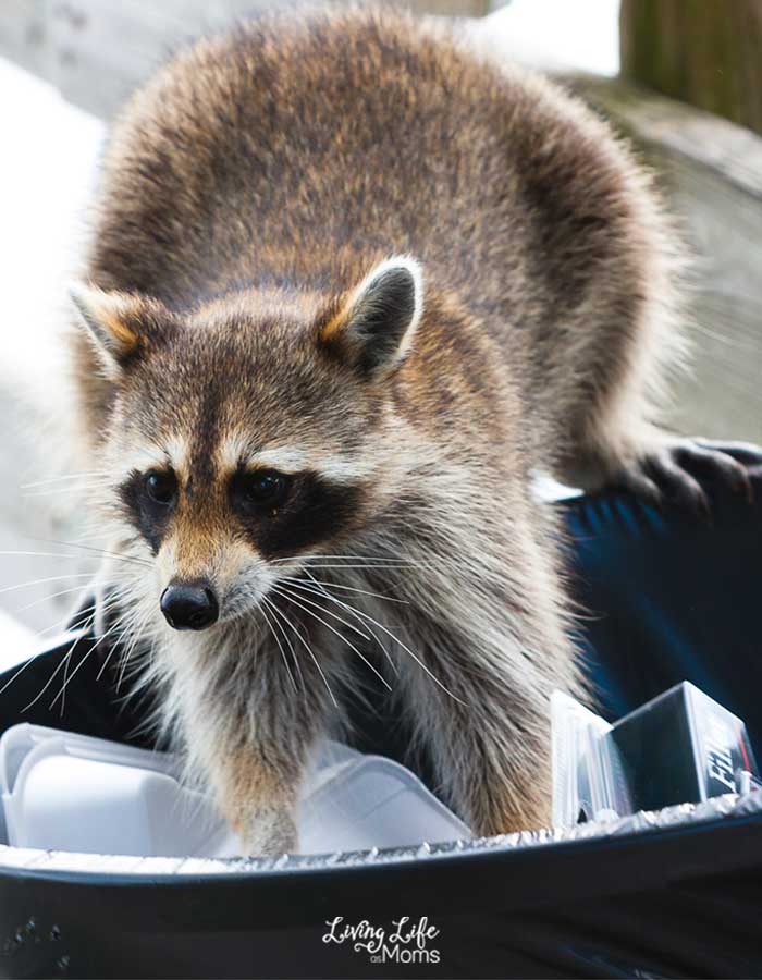 Raccoon going through the garbage