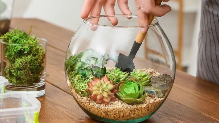 hobby succulent globe