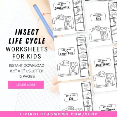 Insect life cycle activity worksheets for kids