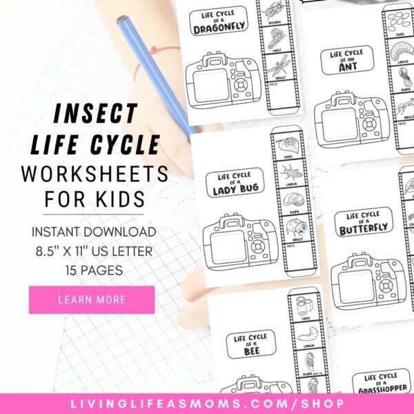Insect life cycle activity worksheets for kids
